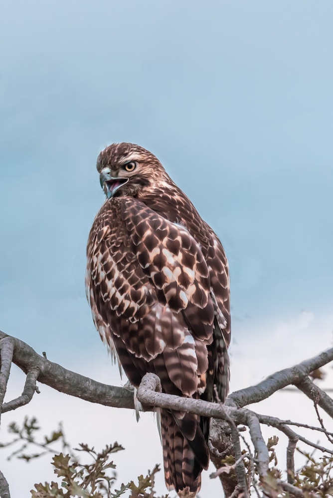 image of a short-tailed hawk perched on a tree branch