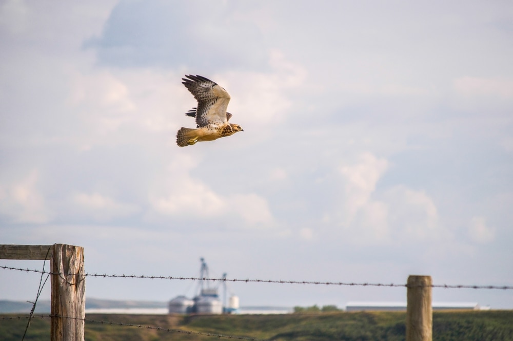 image of a swainson's hawk flying over the fence