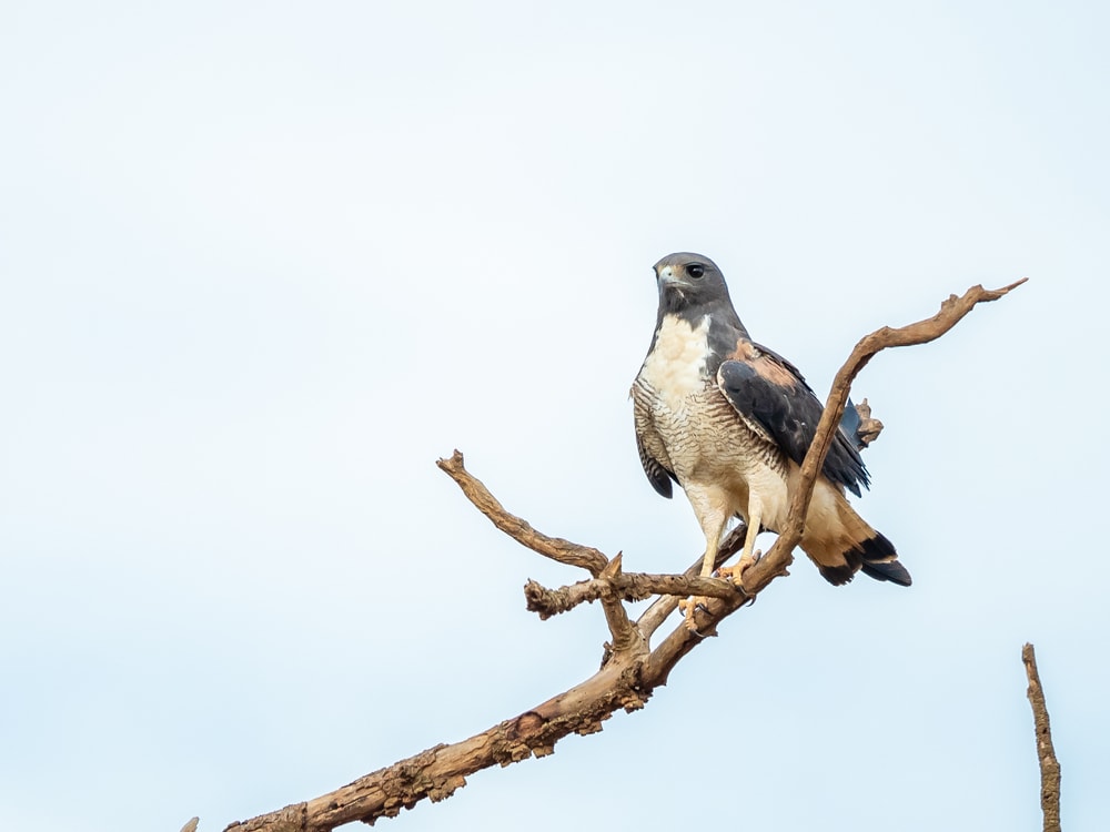 image of a white-tailed hawk resting on the tip of a tree branch 