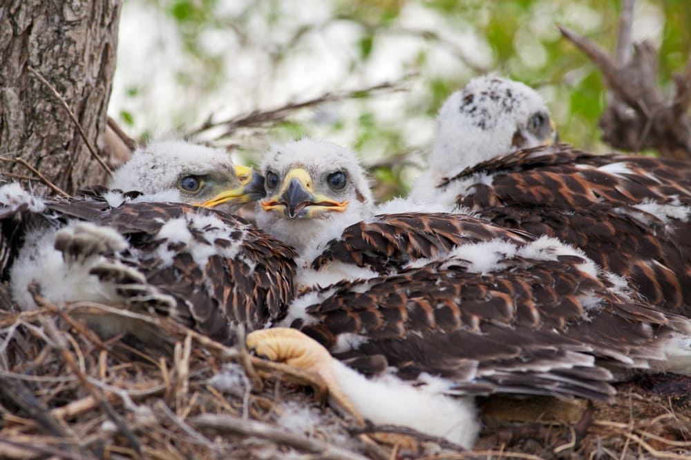 three young ferruginous hawks in a nest
