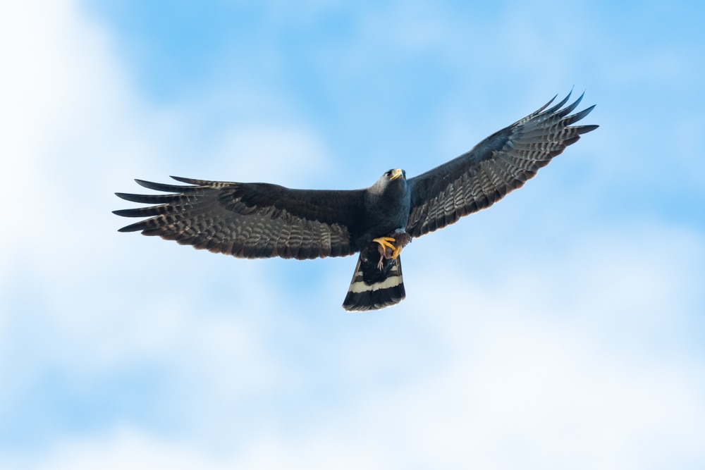 image of a zone-tailed hawk with a pray in its claws 