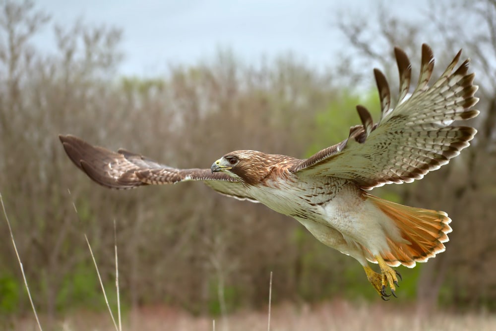 close up shot of a red-tailed hawk in flight