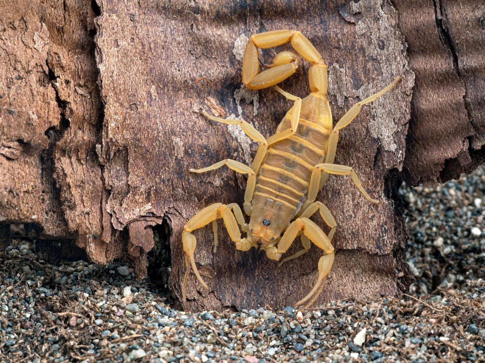 female Arizona bark scorpion, Centruroides sculpturatus, on a bark