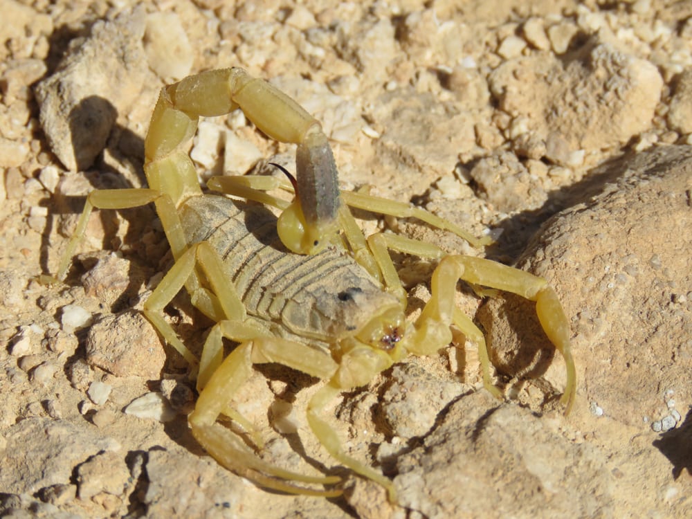 one of the deadliest scorpions, Deathstalker Scorpion on a desert in Israel