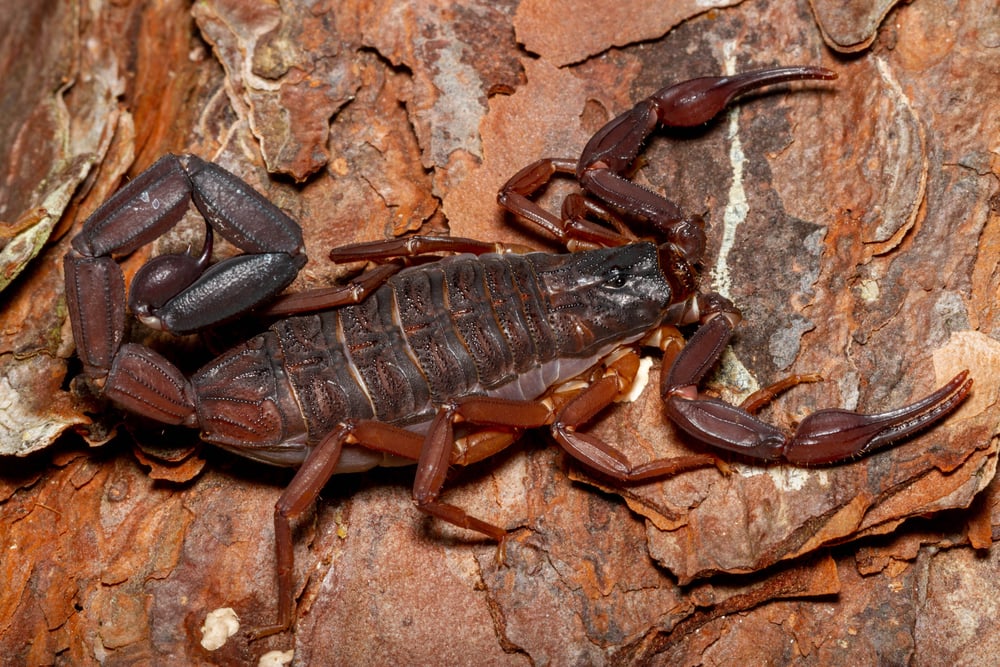 image of a Florida bark scorpion or also called as Brown Bark Scorpion