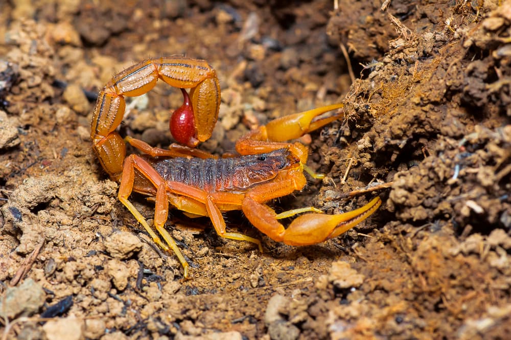 image of a Red Tail Scorpion showing it's red tail 