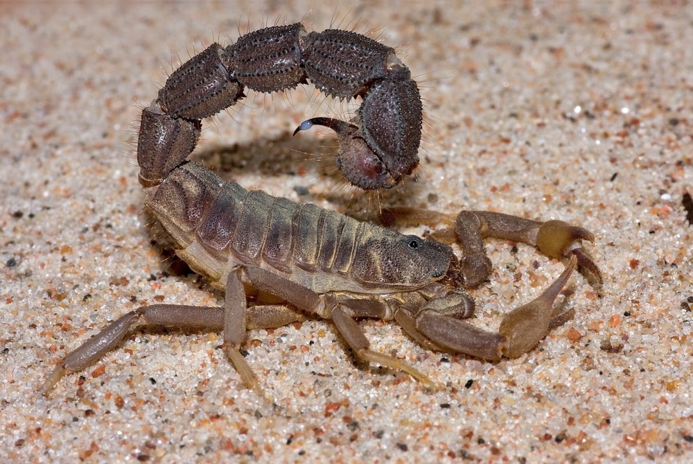 close up image of a Spitting Thick black tail scorpion, one of the most venomous types of scorpions