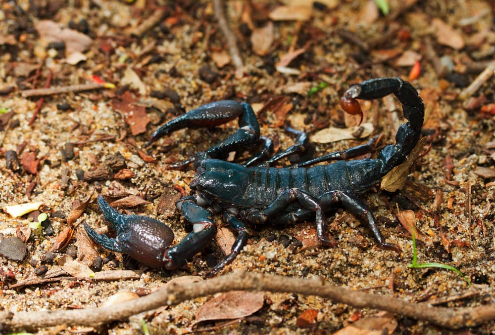 image of  the Tanzanian Red-clawed Scorpion, it prefers moist forests such as the floors of the African Rainforest