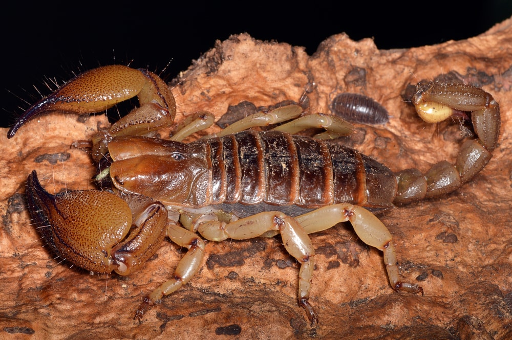 close up shot of a Yellow-legged burrowing scorpion also known as the Shiny Burrow Scorpion