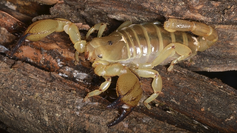 large-clawed scorpion or Israeli gold scorpion, a species of North African and Middle Eastern scorpion
