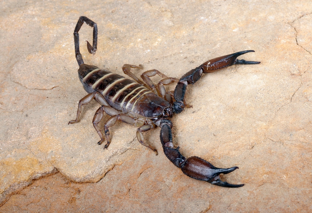 close up shot of one of the largest scorpions, the yellowbanded flatrock scorpion