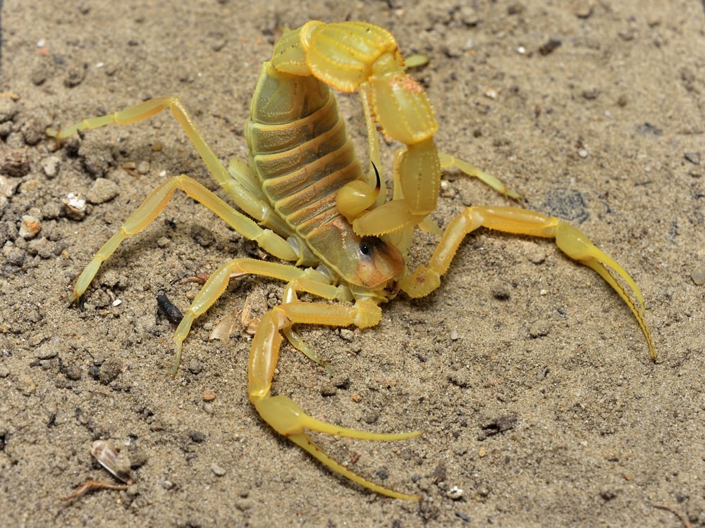 close up image of a highly venomous scorpion, the shield-tailed scorpion on the ground