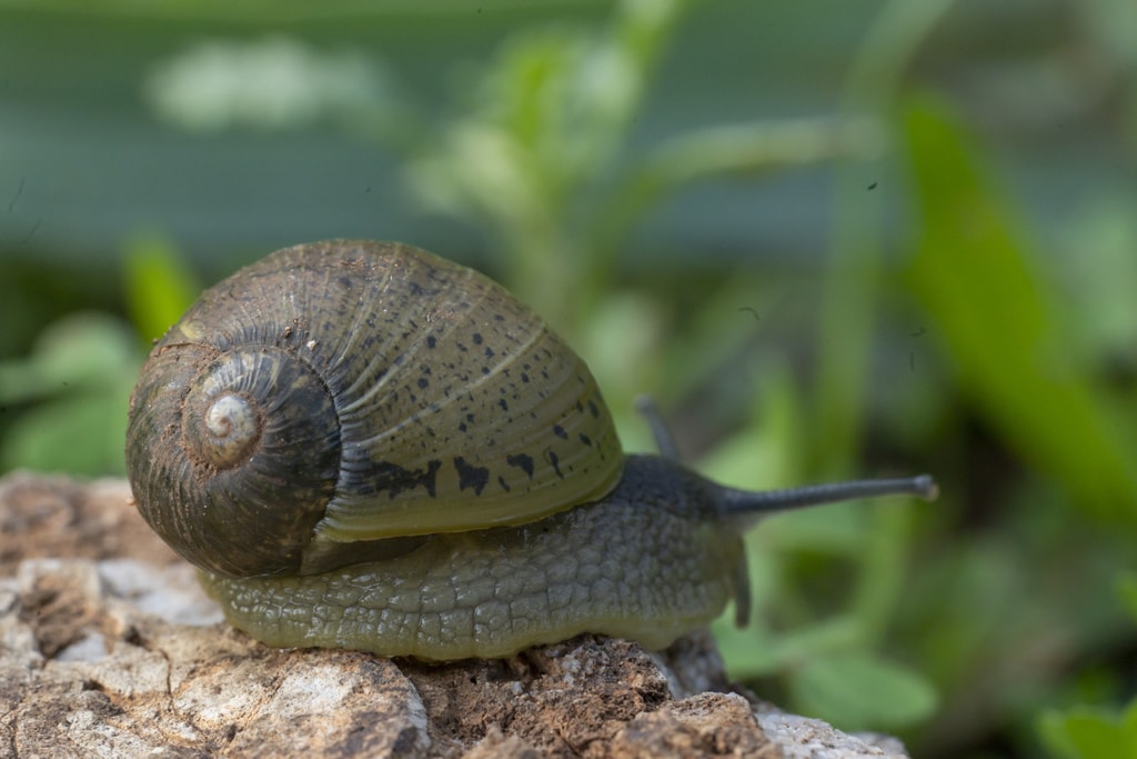 image Mediterranean Green Snail also called as green garden snail on the edge of a rock