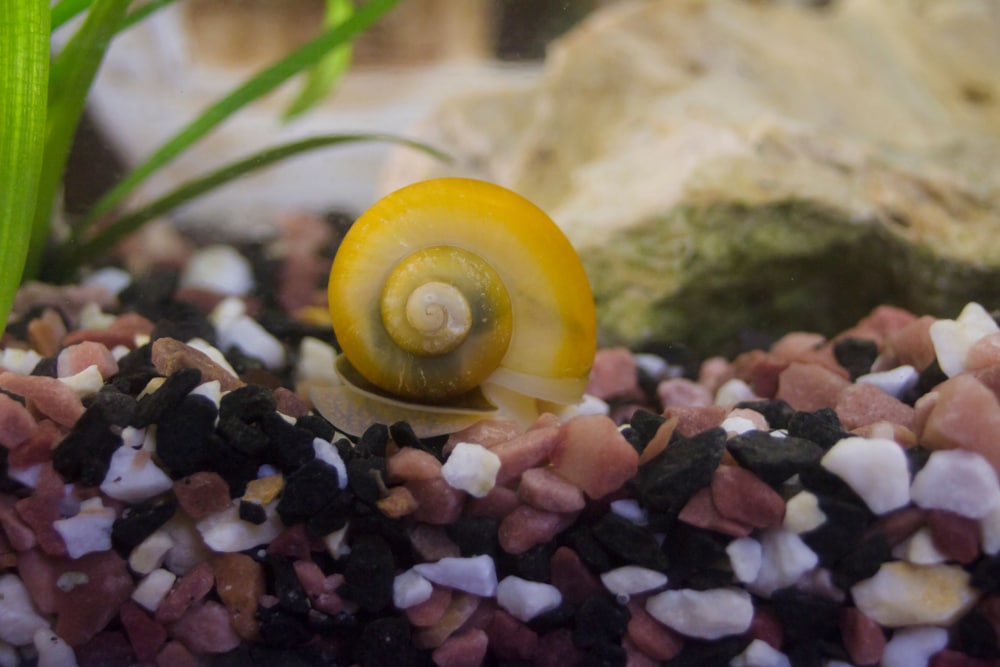 image of yellow mystery snail, Pomacea bridgesii on top of pebbles in an an aquarium