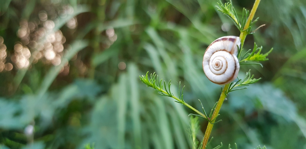 image of a snail hibernating on a grass