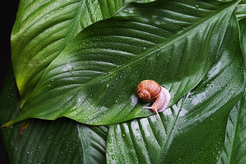 snail on green leaves with snail slime