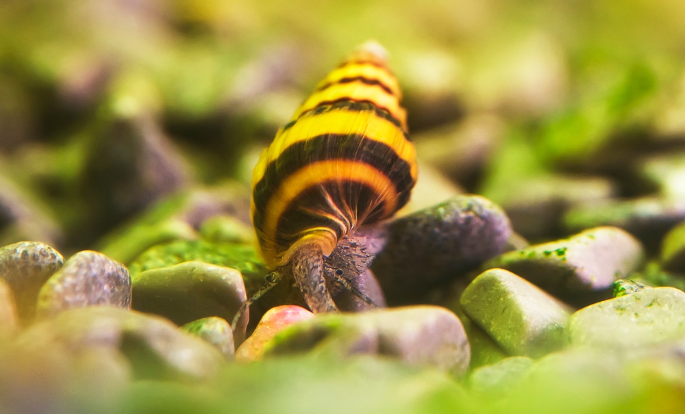 macro shot of an assassin snail in an aquarium