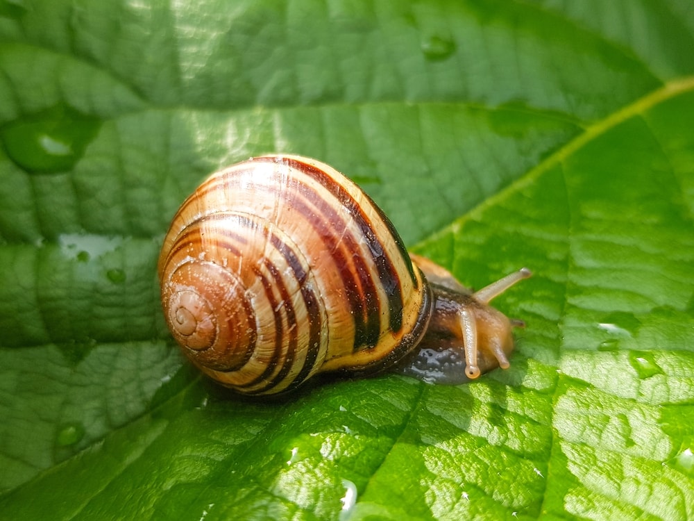 image of a brown lipped snail crawling on a wet leaf