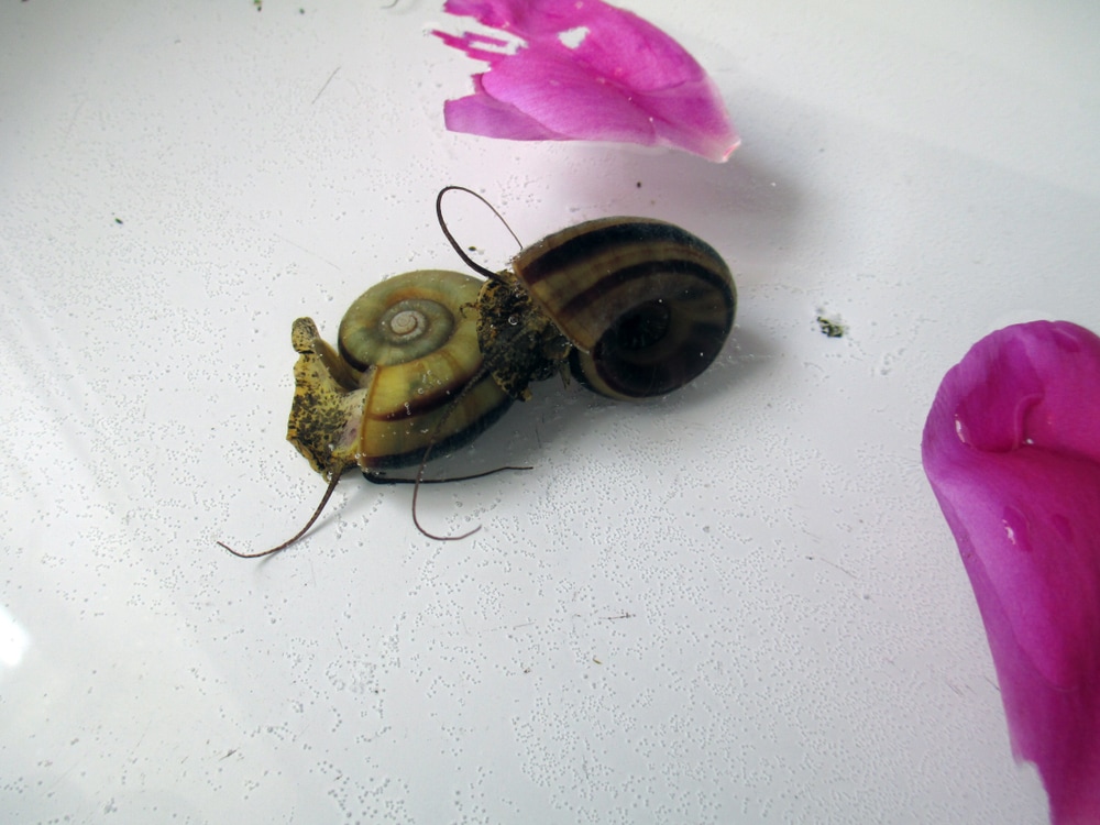 image of a Colombian ramshorn apple snail  on a white background with petals