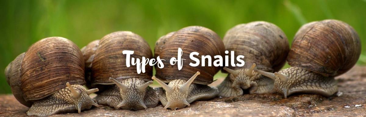 types of snails featured image