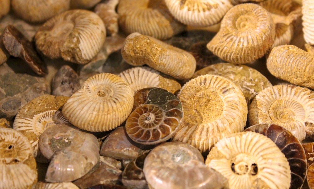 Fossils of snail shells in different colors and sizes.