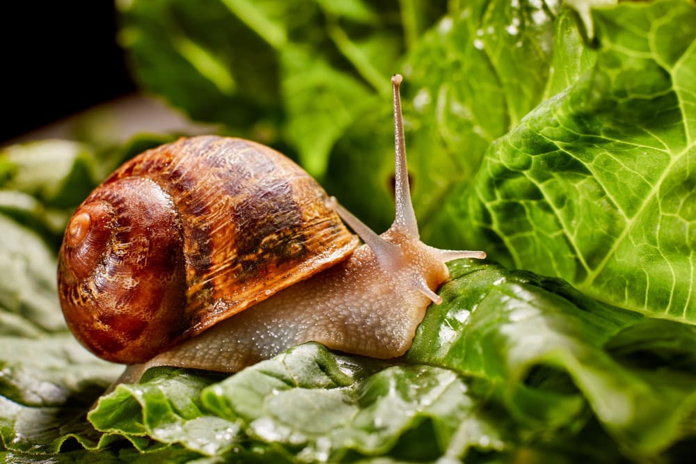 image of a roman snail gliding through leaves