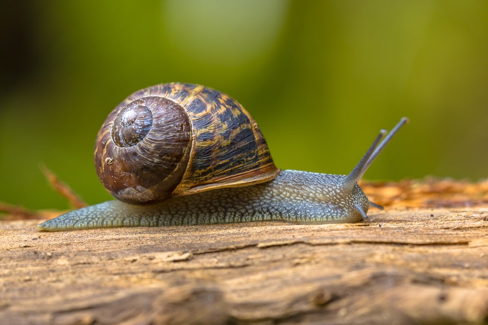 image of garden snail (Cornu aspersum) crawling on wood in natural habitat 