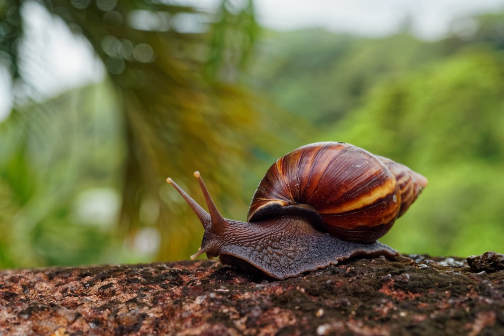 image of a giant African land snail crawling on a tree log