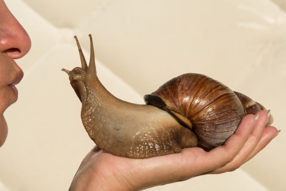 woman giving a kiss to a giant African land snail