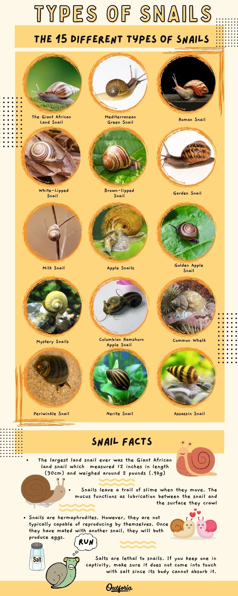types of snails chart with images, names, and snail facts