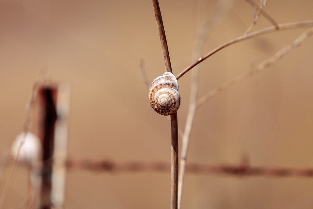  milk snail on a stick in a marsh field in Southern California.