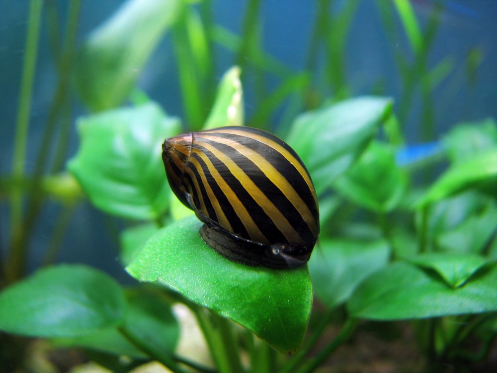 image of a tiger nerite snail on top an aquarium plant