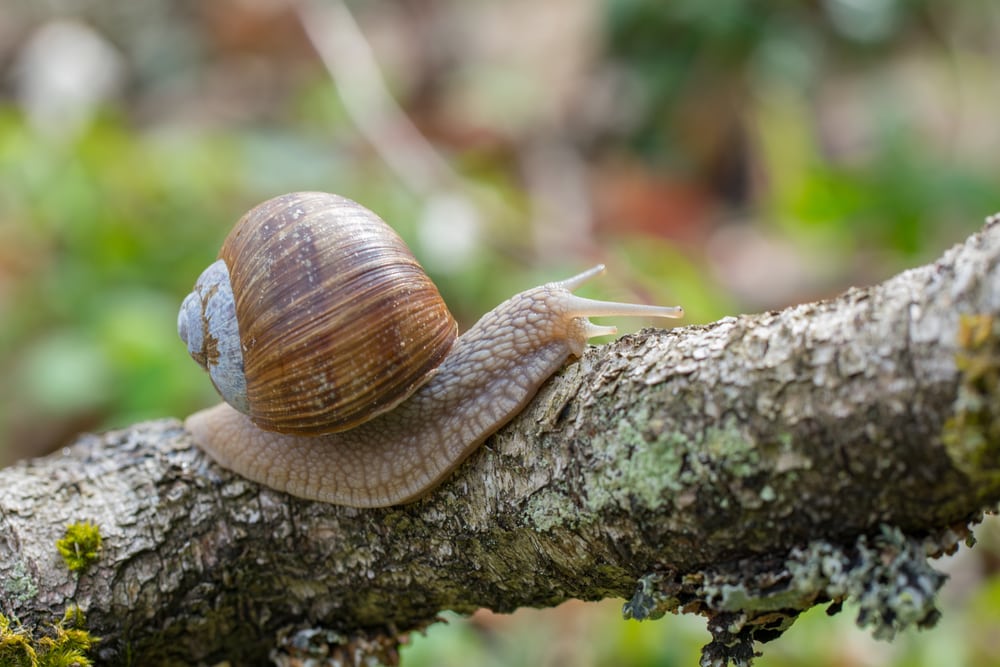 the roman snail or also know as escargot crawling on branch in forest