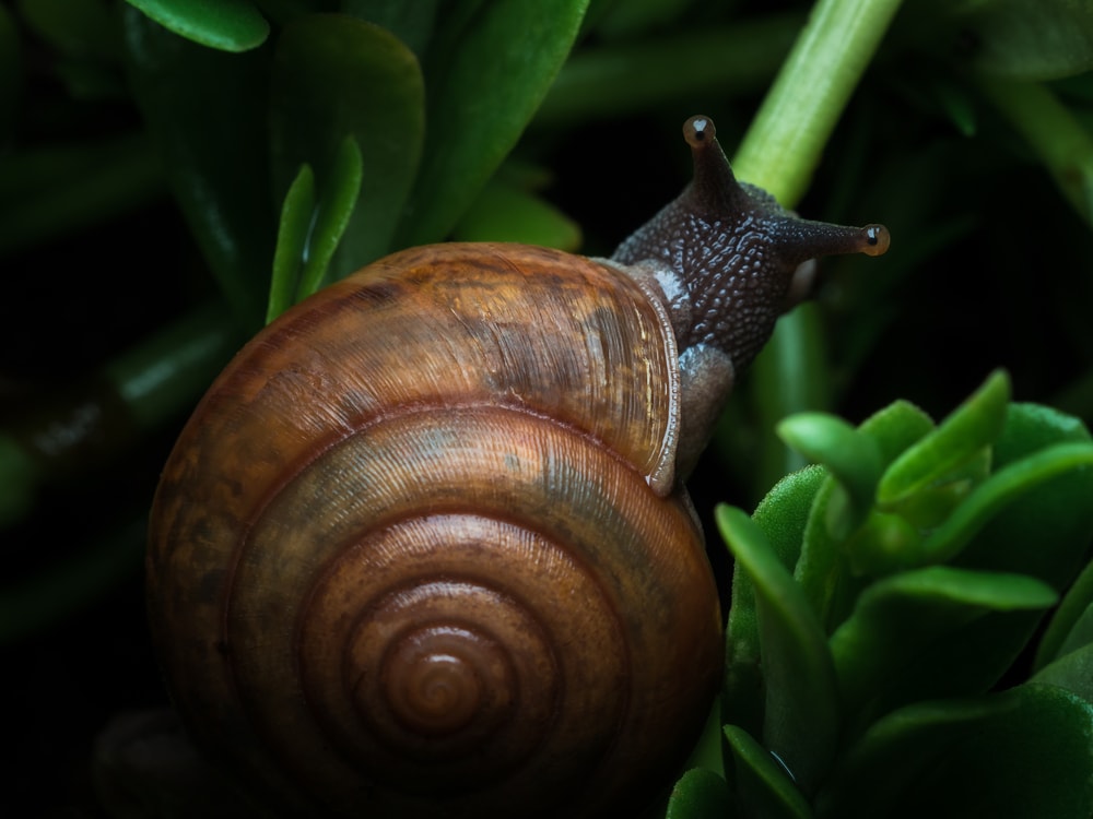 Close-up top view image of a snail crawling on a plant in garden at night time