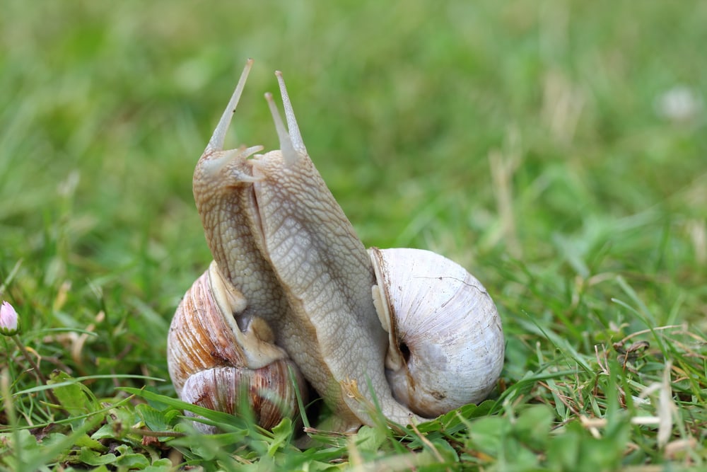 two snails copulating on the grass