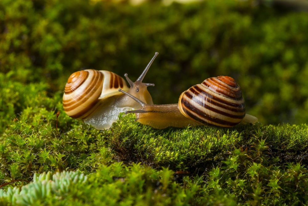 two white-lipped snail crawling on a wet moss