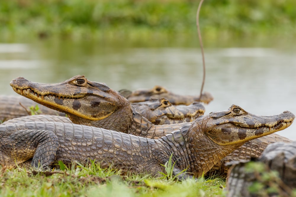 Yacare caimans clustered at a pond in Brazil