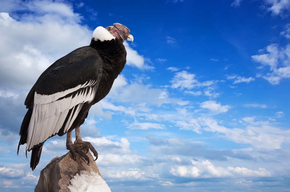 the largest in the vulture species, the Andean condor on top of stone in a mountain