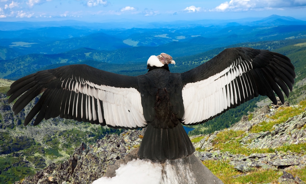 Andean Condor on top of a cliff opening its wings