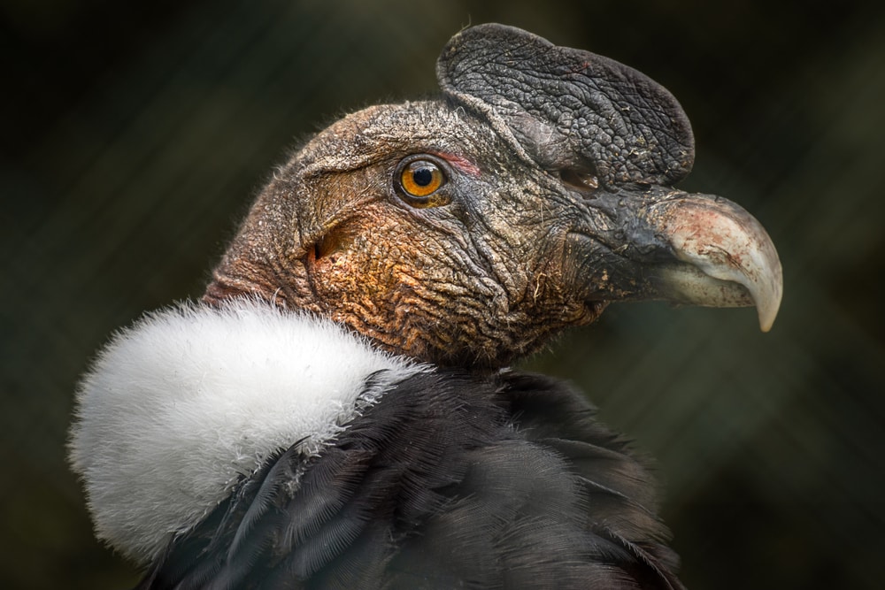 detailed portrait of an Andean condor vulture