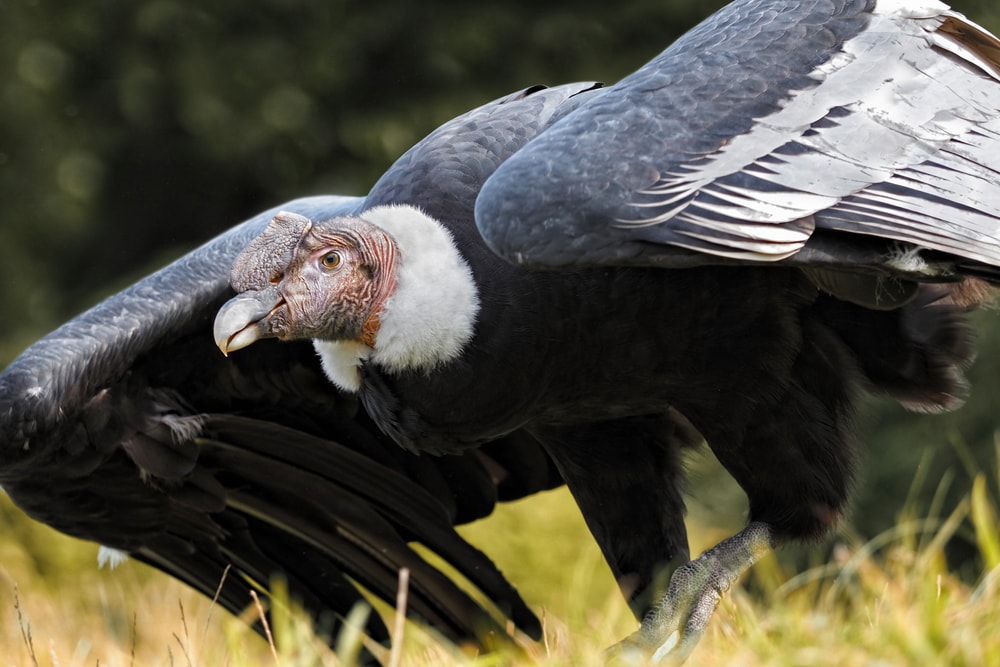 image of an Andean condor, the largest vulture, landing on a grassy field
