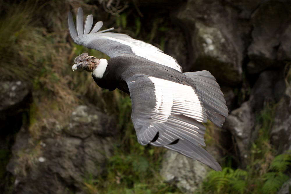 Andean condor vulture in flight