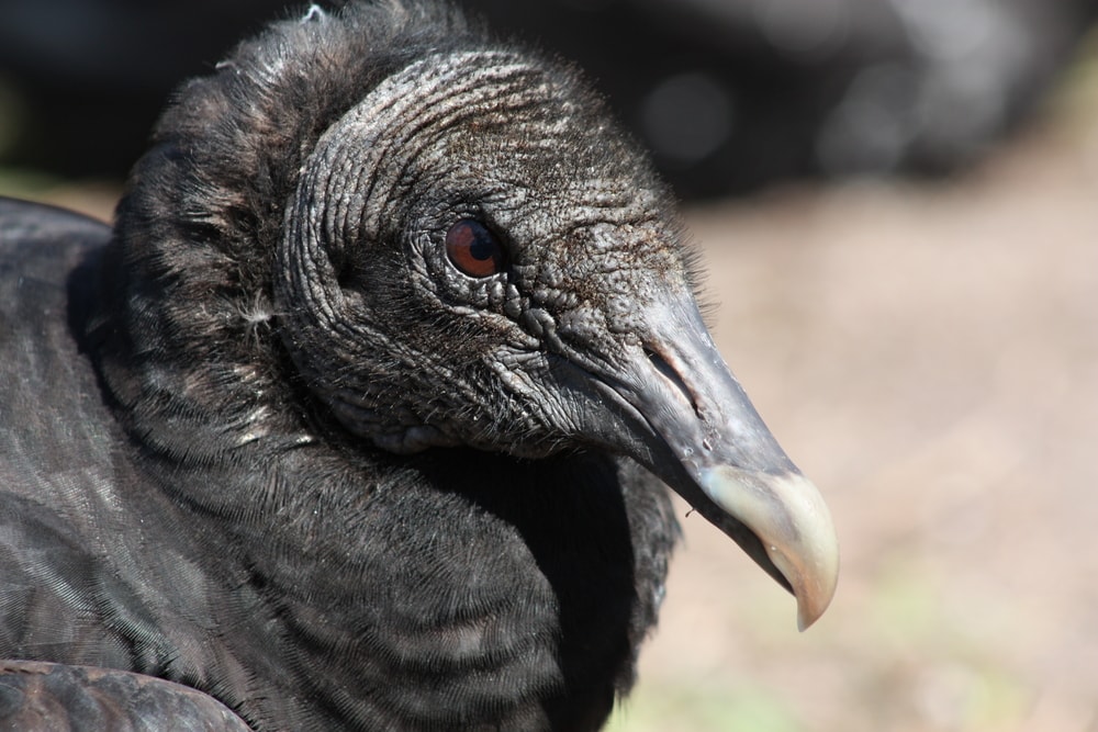 close up detailed headshot image of a black vulture