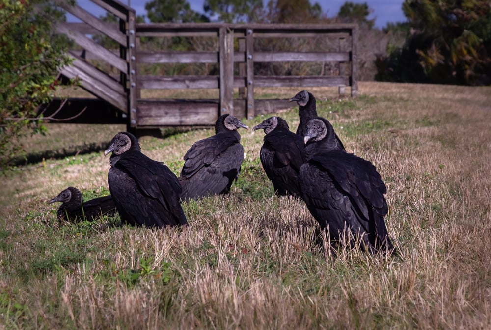 A group of American black vultures, also known as a committee, sitting on grassland
