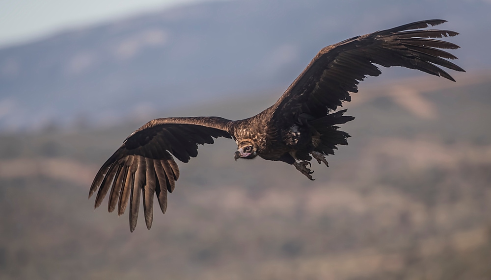 black vulture flying over mountains