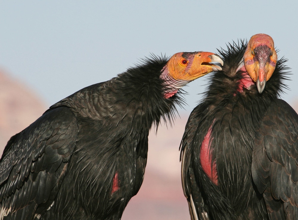 image of two California condor vultures pecking each other