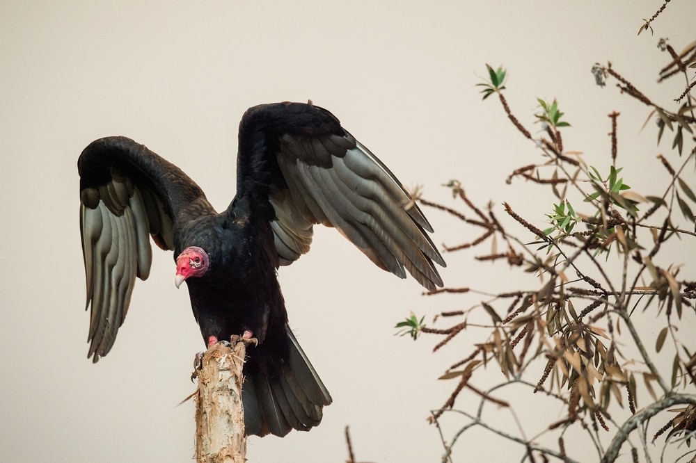 turkey vulture perched on a wooden pole with wings opened