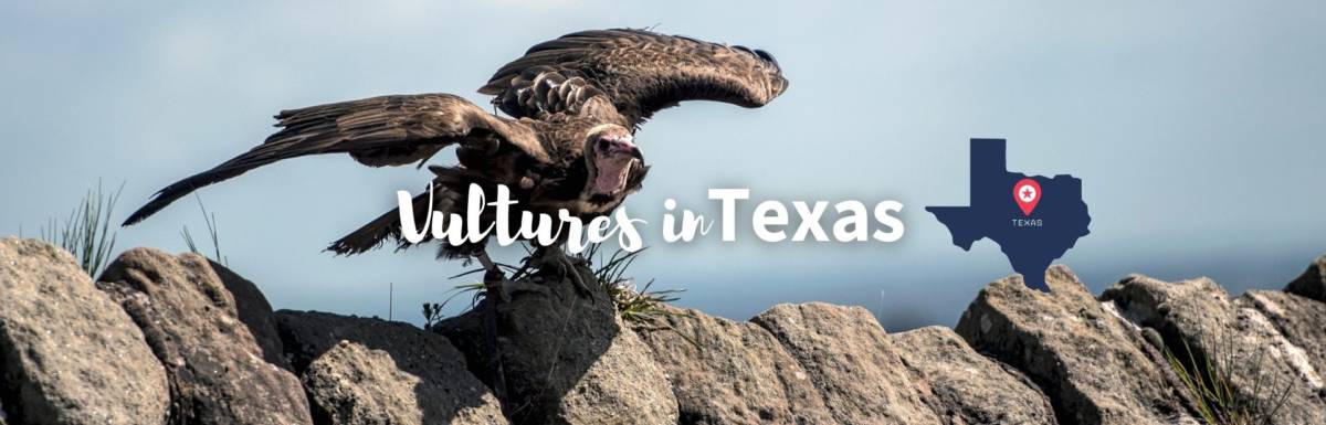 vultures in Texas featured image