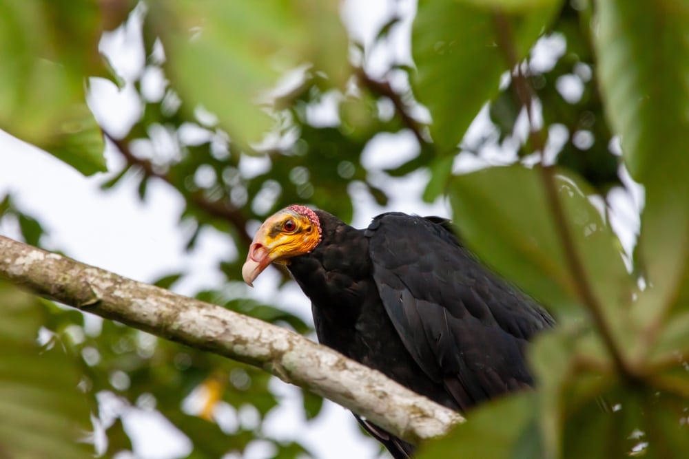 yellow-headed vulture (Cathartes melambrotus) sitting on a tree showing its yellow head