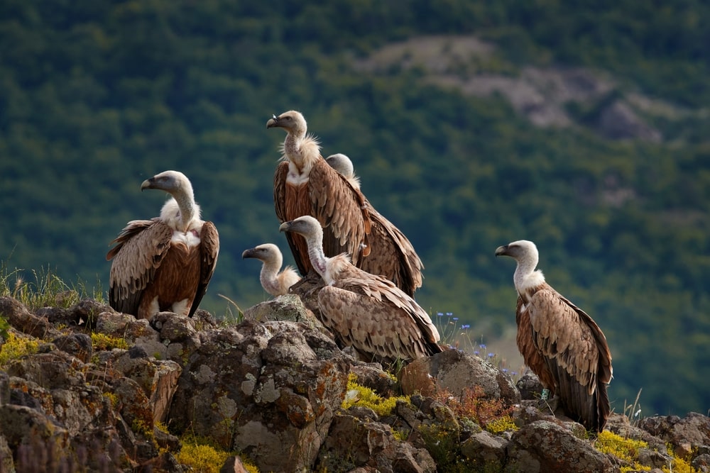 Griffon Vulture, Gyps fulvus sitting on rocky mountain in  Madzarovo, Bulgaria,